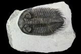 Bargain, Coltraneia Trilobite Fossil - Huge Faceted Eyes #92120-1
